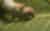 Silki Silkworm Feeding 1080p