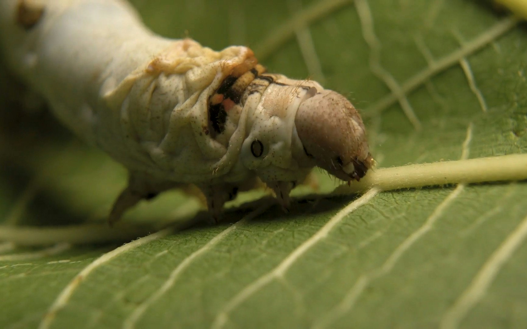 Silki Silkworm Feeding 1080p