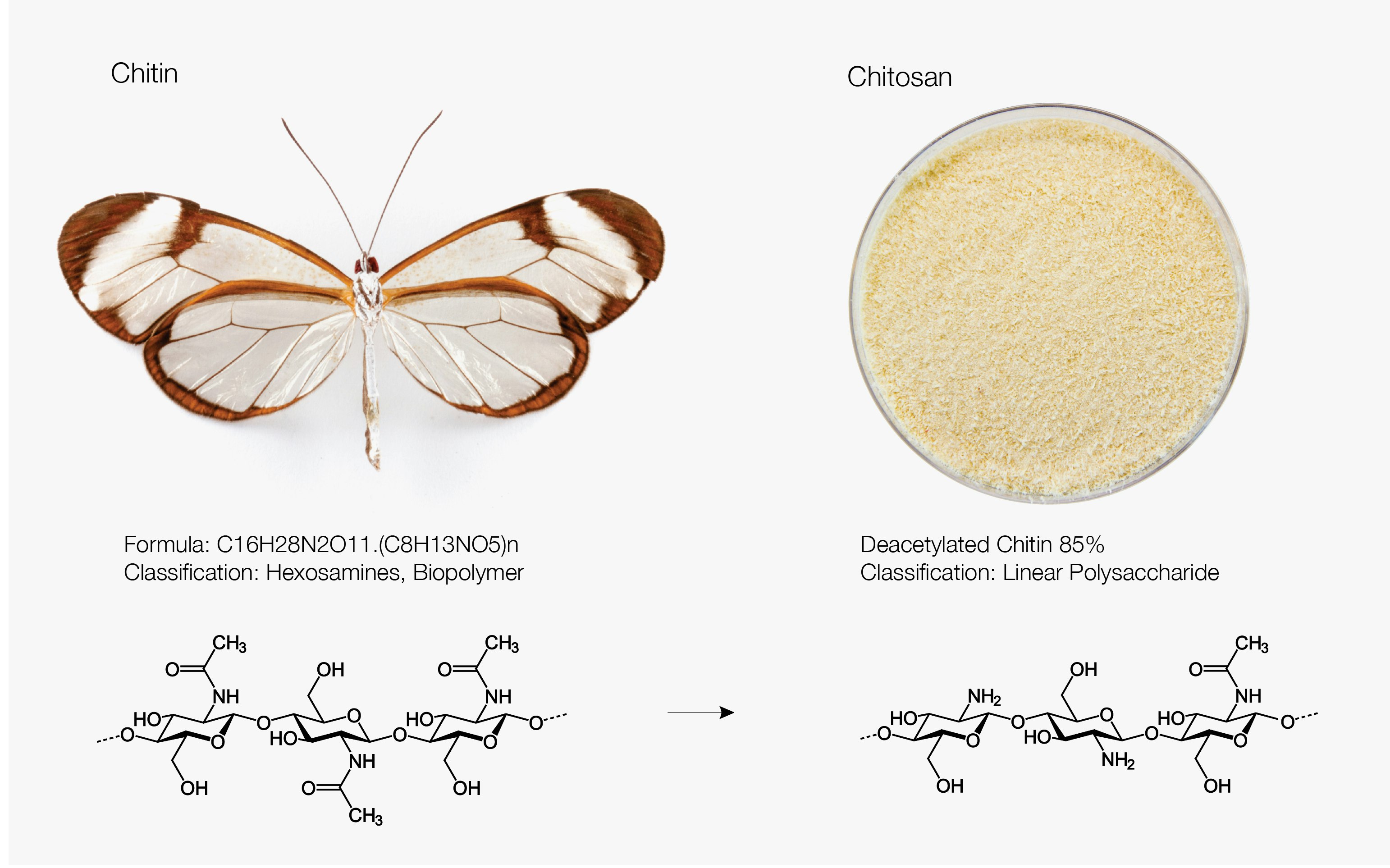 Wbdf Butterfly Chitosan Composition