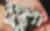 Silkii Silkworms In Hands 720p