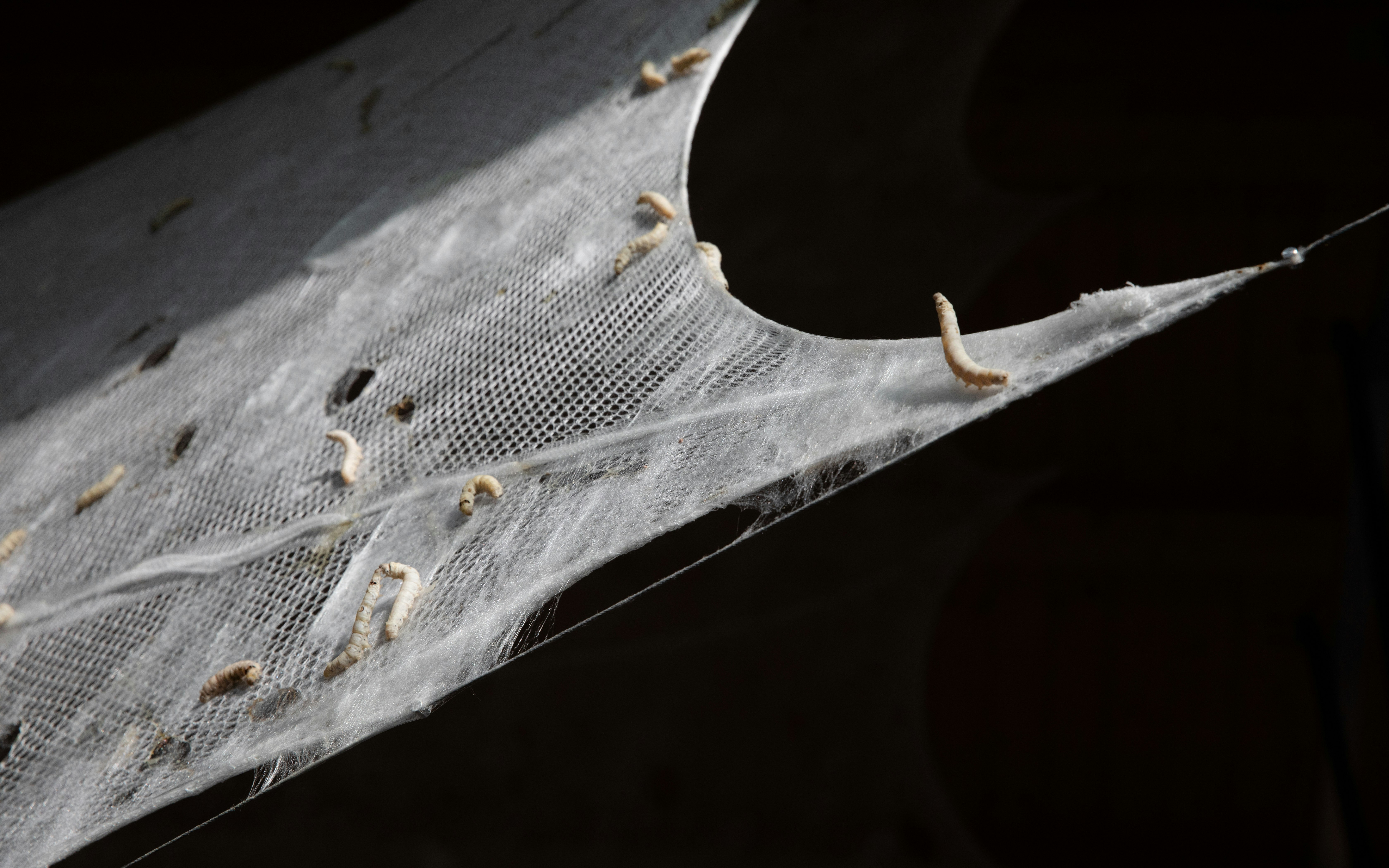 Silkii Silkworms Detail
